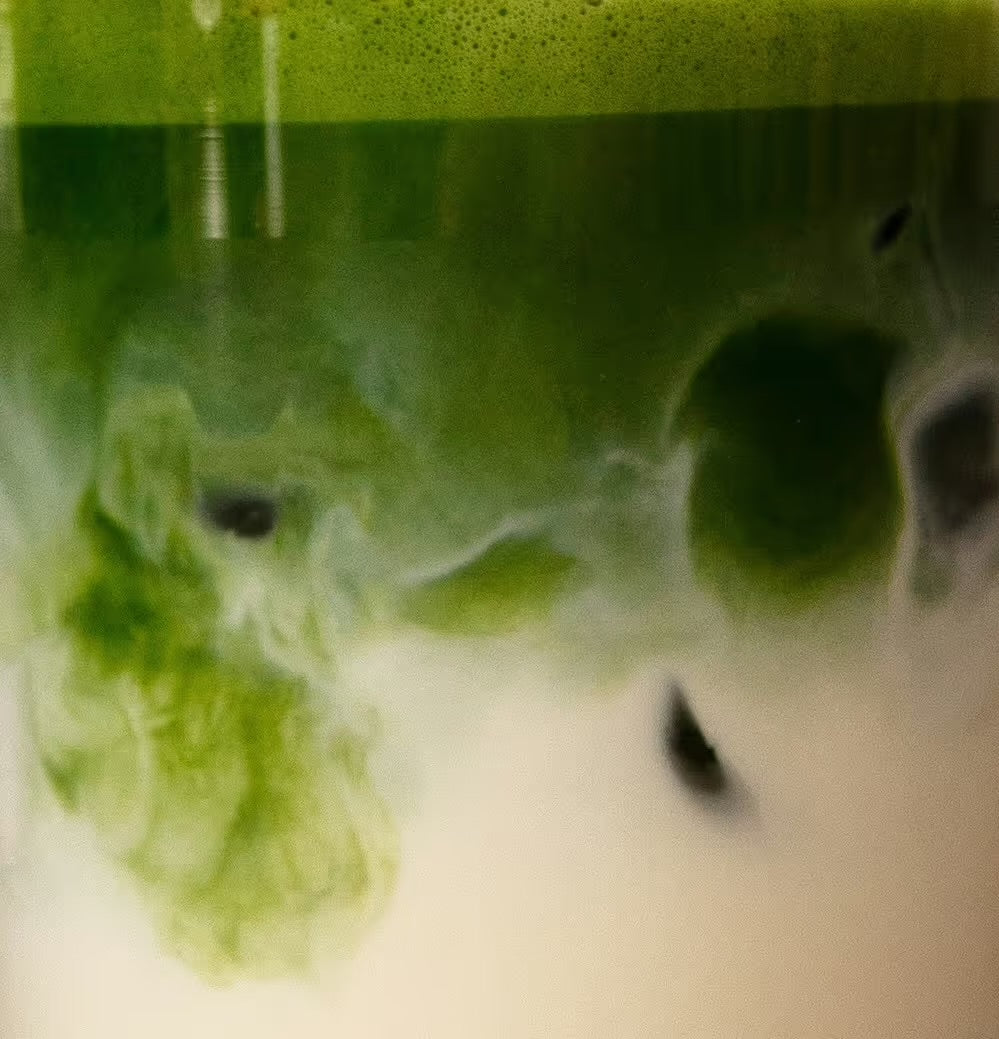 Zeremonieller Matcha – Matcha7 - Coffee Coaching Club 2