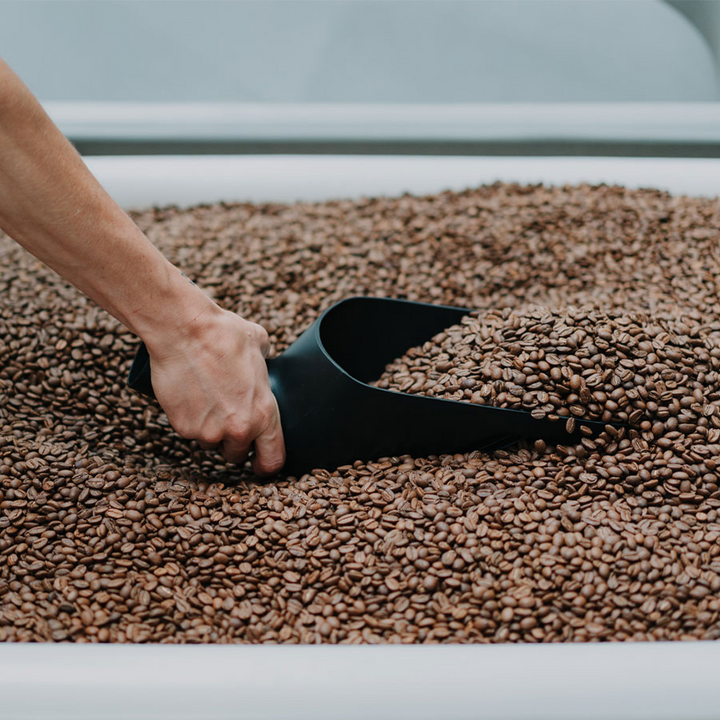 Rhino Coffee Gear Bean Scoop - Coffee Coaching Club